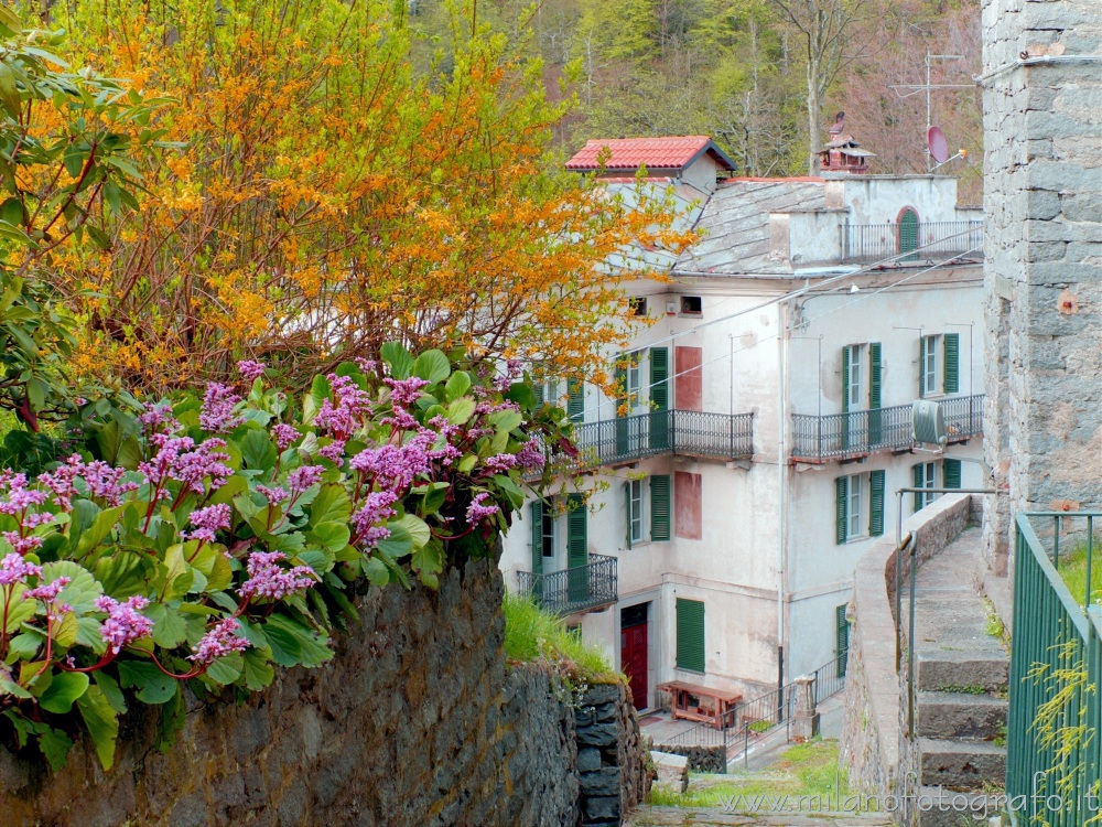 Rosazza (Biella, Italy) - Small street of the village with flowering in bloom
